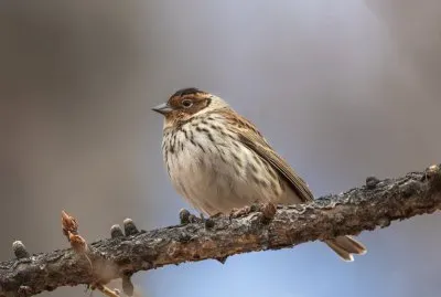 Zigolo minore
