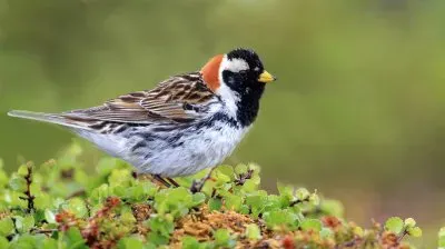 Zigolo di lapponia