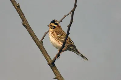 Zigolo boschereccio