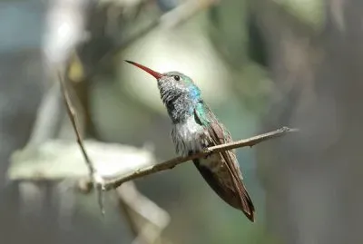 Amazilia dell 'Honduras
