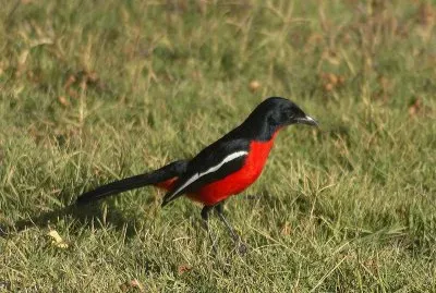 Averla di macchia pettirossa