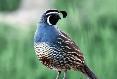 Callipepla californica