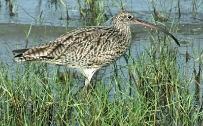 Chiurlo orientale jigsaw puzzle