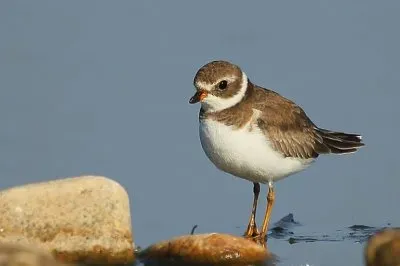 Corriere semipalmato