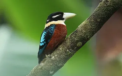 Kukaburra panciarossiccia