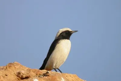 Monachella lamentosa