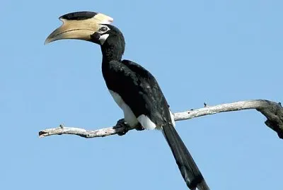 Hornbill