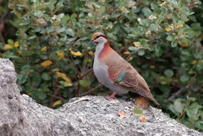 Tortora elegante