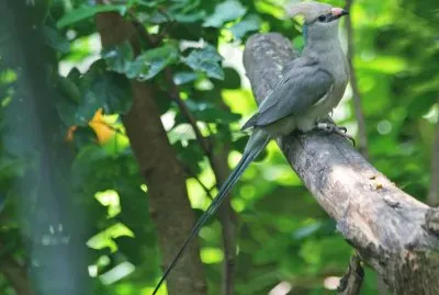 Topo nucablu jigsaw puzzle