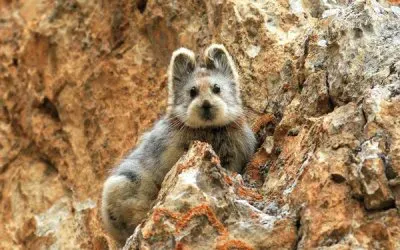 Pika di ili jigsaw puzzle