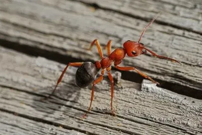 Formica rossa jigsaw puzzle