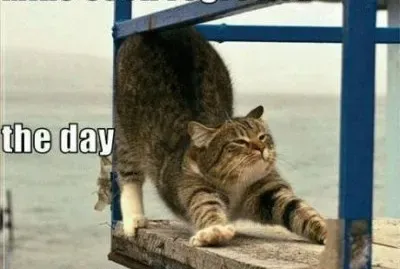 me as a cat