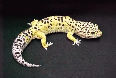 Geco leopardino