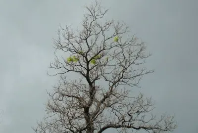 Sauveterre, Gard, France