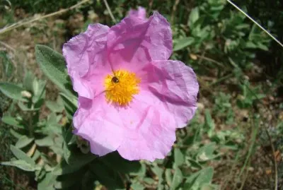 פאזל של Sauveterre, Gard, France