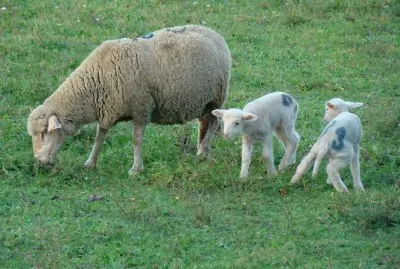 Roquemaure, Gard, France