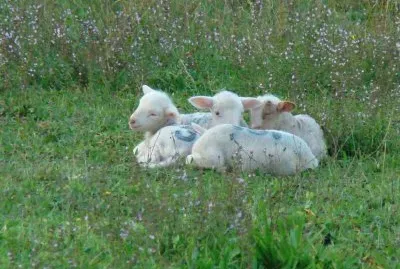 Roquemaure, Gard, France