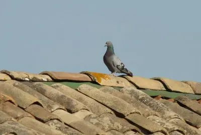 Sauveterre, Gard, France