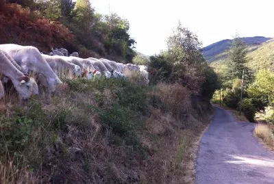 פאזל של Mandagout, Gard, France