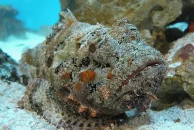Pesce pietra