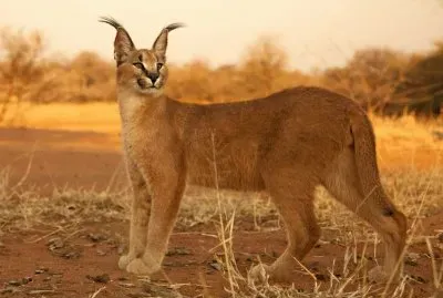 Caracal jigsaw puzzle