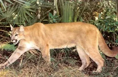 Pantera della Florida jigsaw puzzle