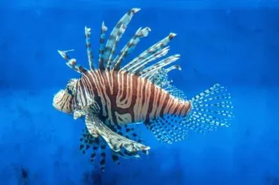 פאזל של Pesce scorpione