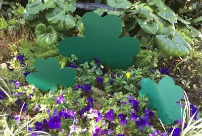 Shamrocks in the Garden