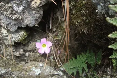 Flor del bosque