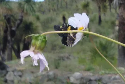 Mariposa en flor