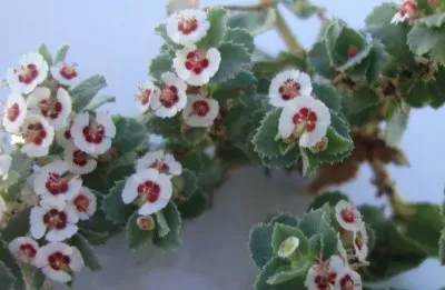 פאזל של Flor playera