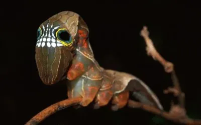 Bruco teschio jigsaw puzzle