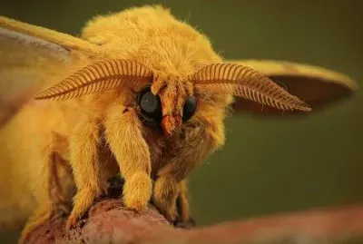 Falena barboncino venezuelana
