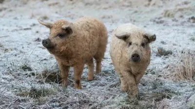 Mangalica