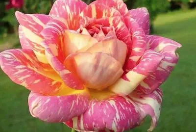 פאזל של imagem