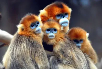 Rhinopithecus roxellana