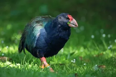 Takahe jigsaw puzzle