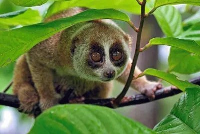 Loris lento jigsaw puzzle