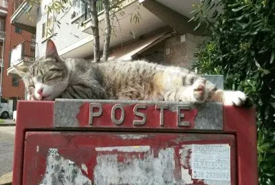 c  'Ã¨ gatta per te! jigsaw puzzle