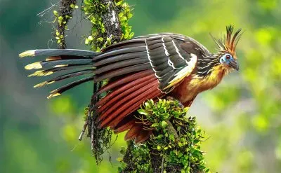 Hoatzin