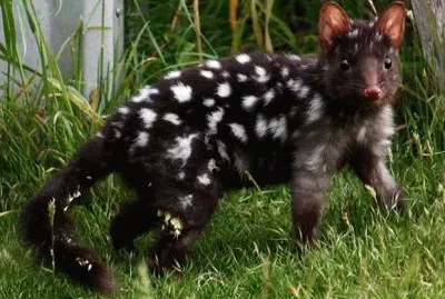 Quoll maculato jigsaw puzzle