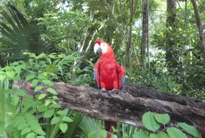 Guacamaya Roja jigsaw puzzle
