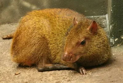 Aguti