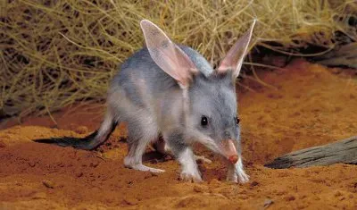 Bilby