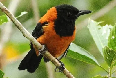 Pitohui