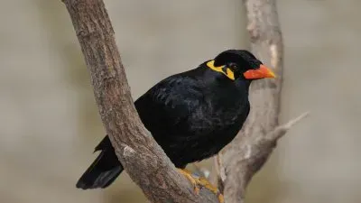 Merlo indiano jigsaw puzzle