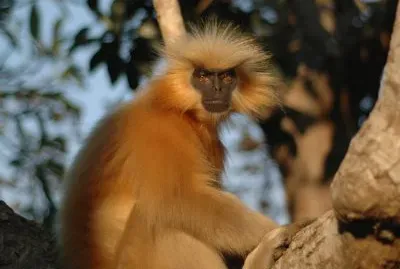 Langur
