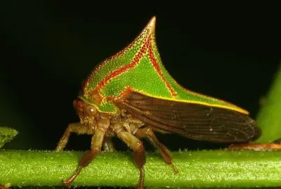 Umbonia spinosa
