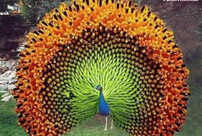 ANIMALES jigsaw puzzle