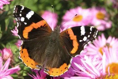 Vanessa atalanta
